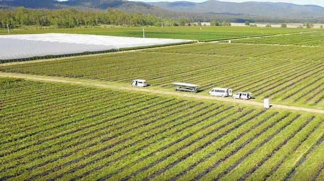 Kyogle Council is making life easier for businesses, including Mountain Blue blueberry farm in Tabulam. Picture: Contributed