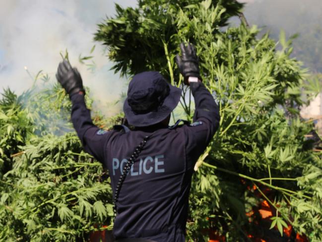 Cannabis farmers to face fate over commercial supply