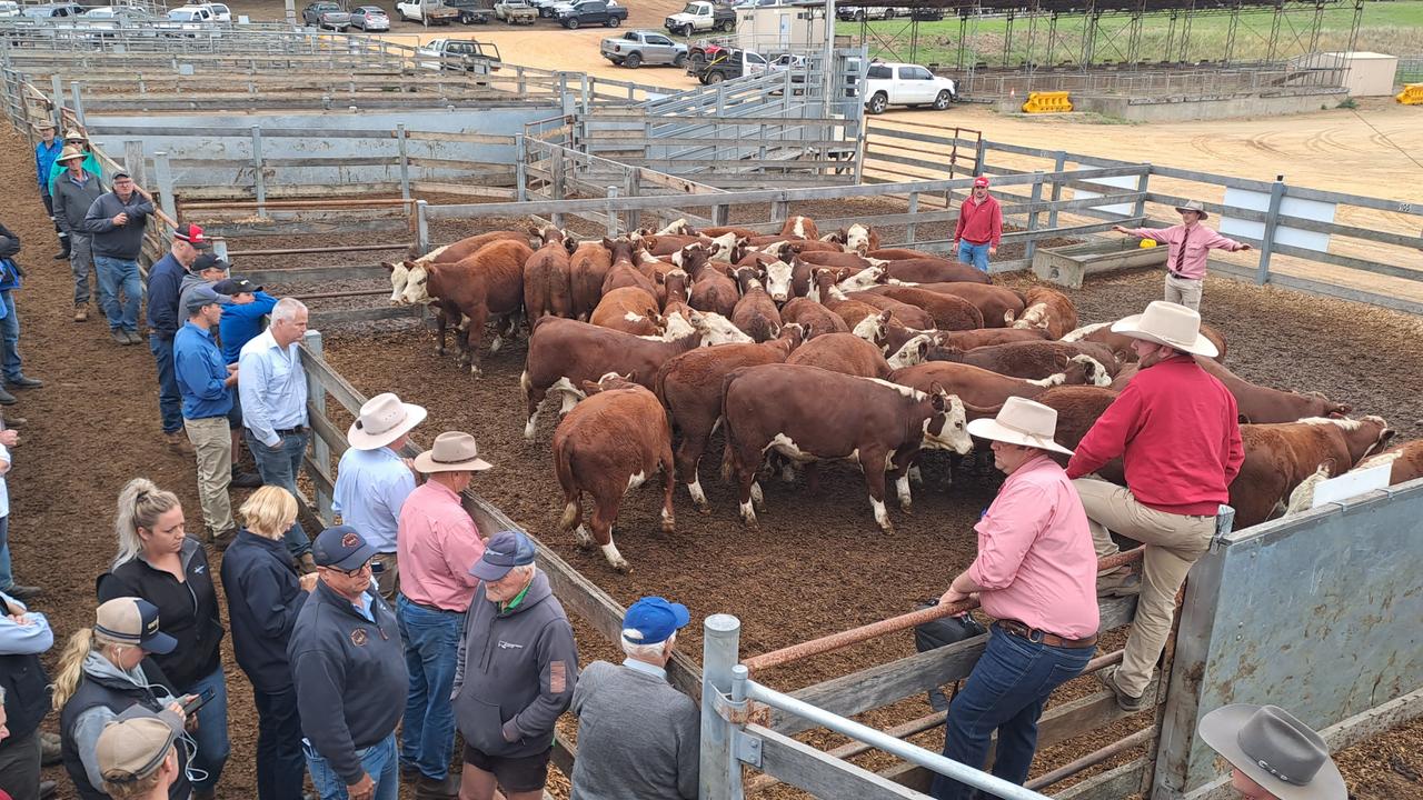 Calf breeders fight higher costs of production