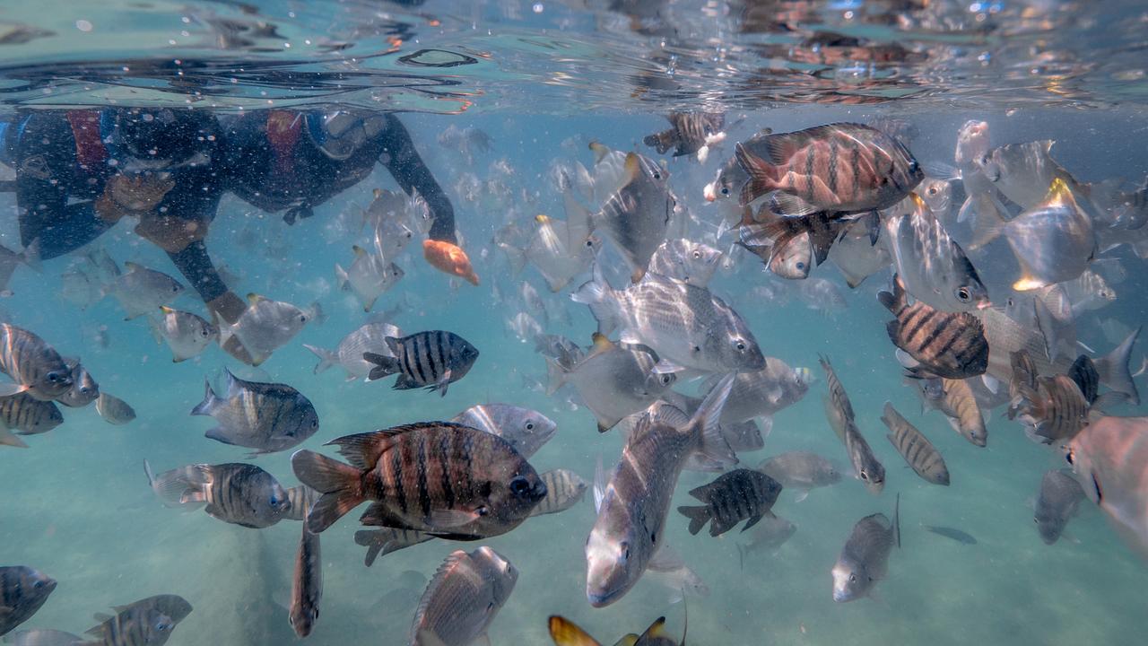 Snorkelling at Tangalooma Wrecks is an epic experience.