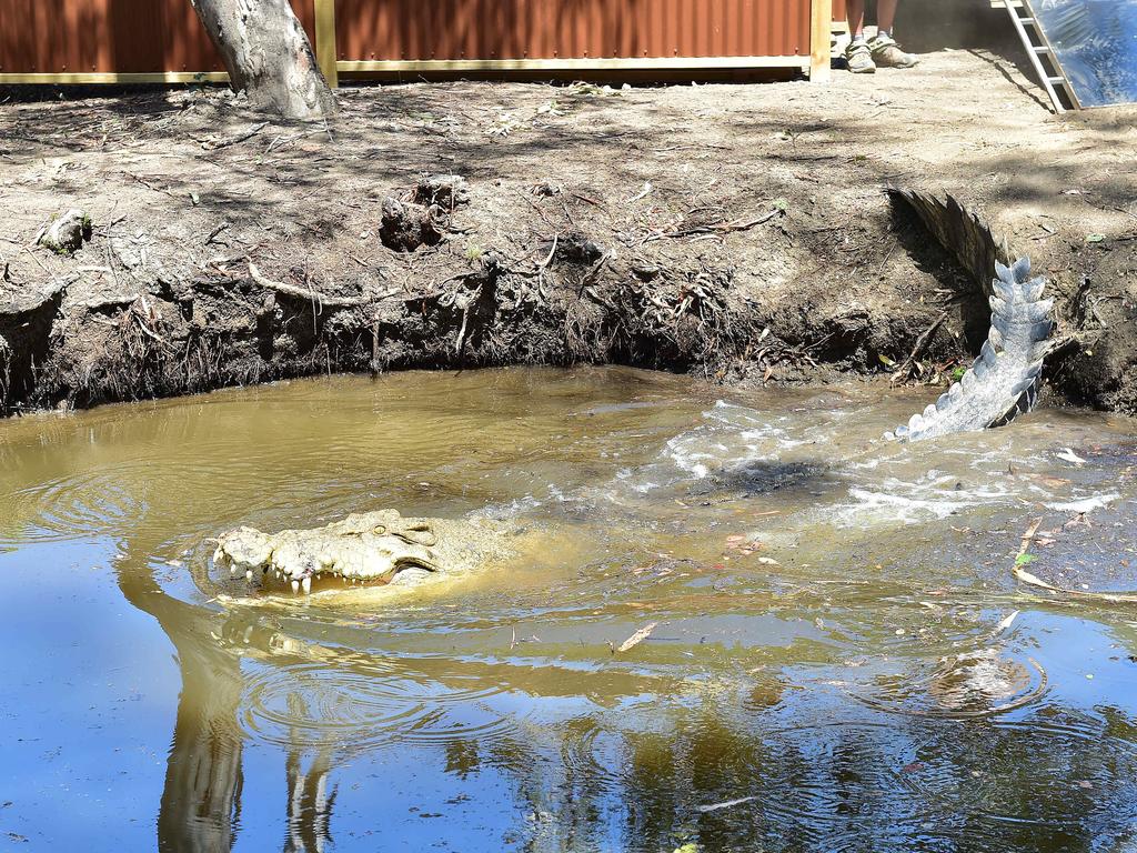 Billabong Sanctuary's new croc Krakatoa arrives to his new home. Picture: Shae Beplate.