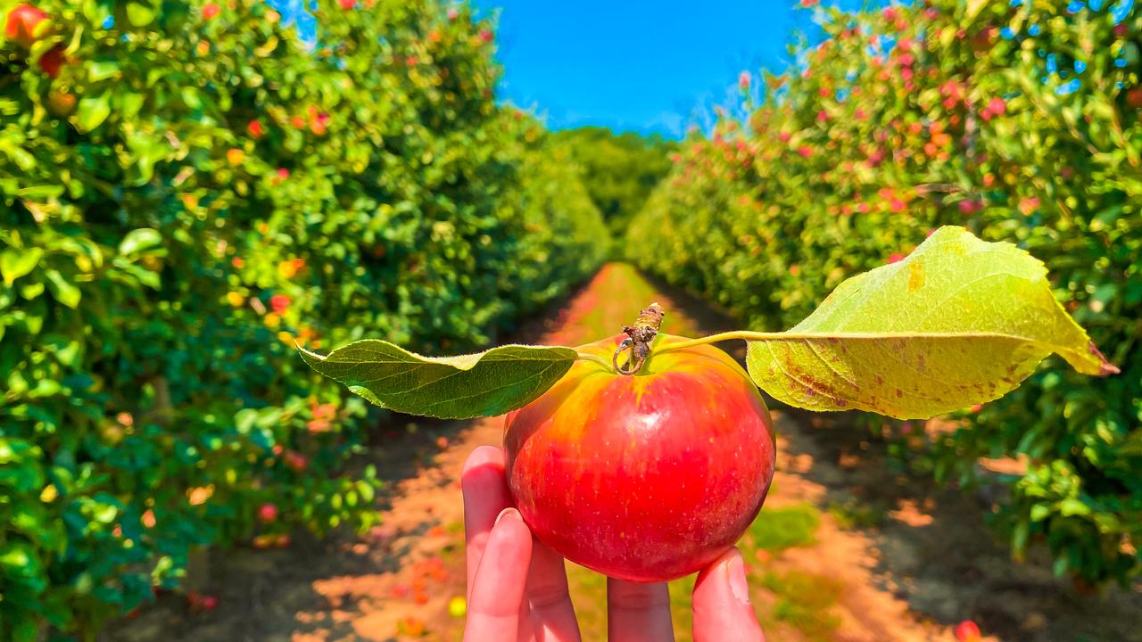 A fun thing to do while on Long Island is visit some of the farms, and even go apple picking.