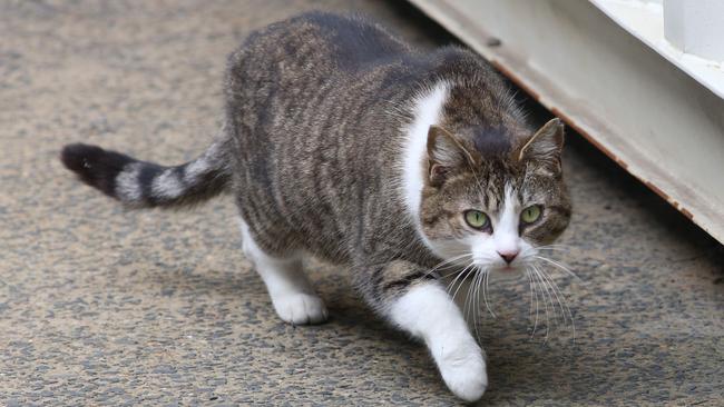 Stray cats are a growing problem in Canterbury Bankstown, according to the council. Picture: Damien Shaw