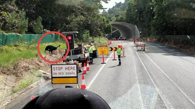 A cassowary about to cross the Bruce Hwy just metres from a $30m wildlife crossing set to open next year. Picture: Kelly Stonehouse