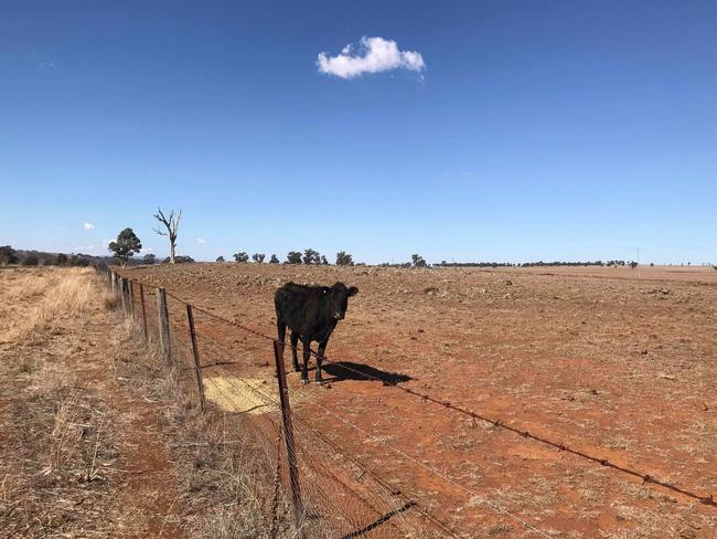 A cow in a barren field in the Hunter Valley. Picture: Supplied