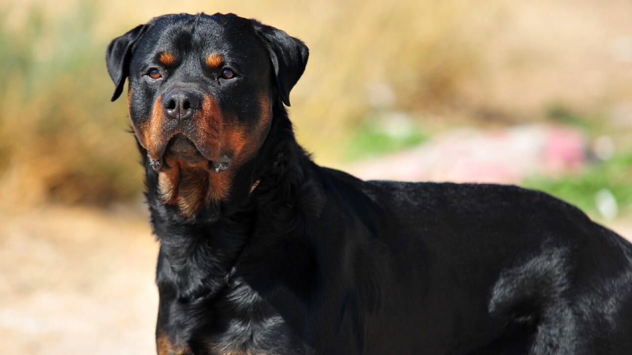 Call for action after woman was mauled by her two pet rottweilers