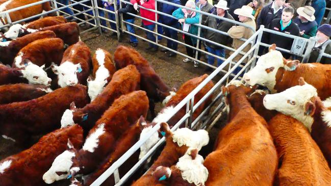 These Hereford cows and calves, part of a local dispersal, made $2030 at Yea recently.