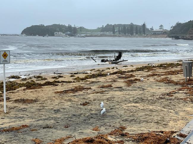 Pollution alerts are in place for many beaches and lagoons across the coast.