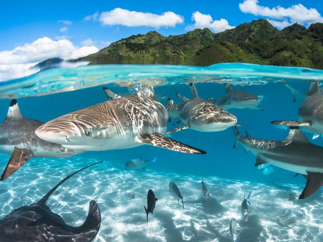 Third. Category 1. International Wide Angle Black tip sharks & ray in the lagoon of Moorea French Polynesia is an amazing place for nature lovers. In the lagoon of Moorea I was snorkeling with an abundance of marine life, most notably these black tip sharks. The topography of the mountains in the background inspired me to realize this half and half photo. Location: Moorea/French Polynesia Picture: Greg Lecoeur/UPY 2016