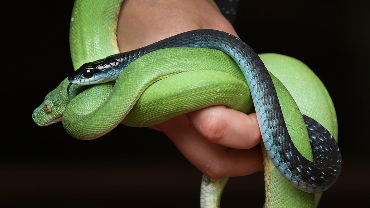 A green tree snake pictured with a blue phase tree snake. Green tree snakes are known not to be poisonous but can grow up to 2m in length. Picture: David Caird