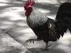 Is a rooster cooped up in Geelong CBD?