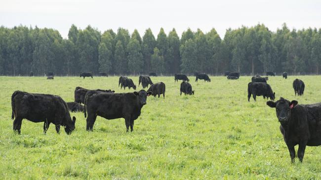 NEWS: Te Mania Angus Tom GubbinsState of the season - western district has been pretty wet, yarn on weather so far and how the season is treating producers.PICTURED: Tom Gubbins with his heifers.PICTURE: ZOE PHILLIPS