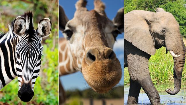 If it were possible to import animals such as giraffes, elephants, zebras and more, it is within reason that Territorians would be able to keep them on a rental property.