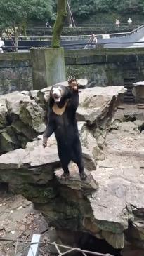 Expert weighs in on viral sun bear video