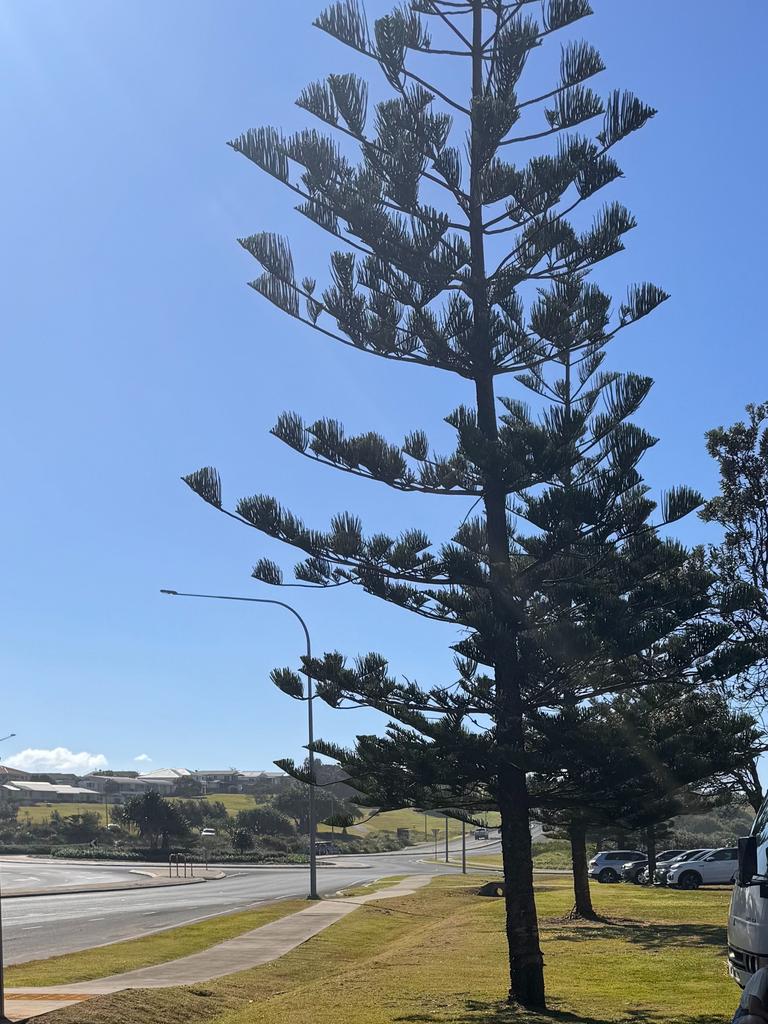 Norfolk Island pines on Coast Rd at Sharpes Beach, Ballina NSW saved ...