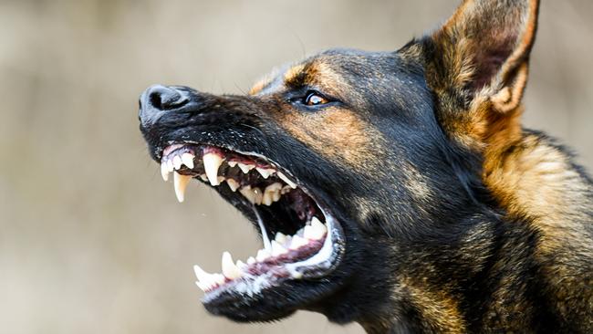 Tensions explode at Chinchilla home as council takes family dog