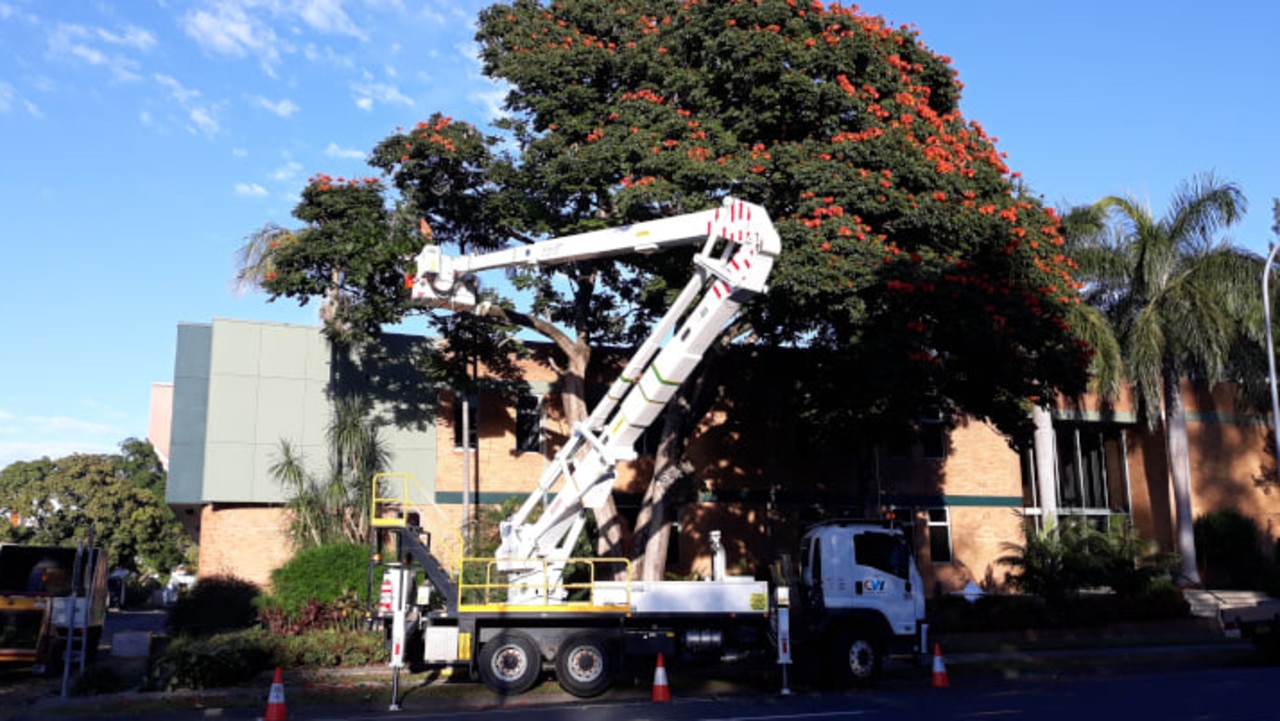 An African tulip tree is removed by a NSW council in mid-March over bee concerns.