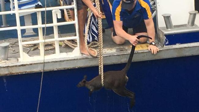 The crew of the Manly Fast Ferry were quick to react when a wayward wallaby was spotted in Sydney Harbour. Picture: Facebook.
