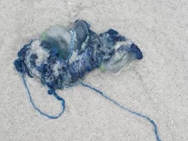 Bluebottles invade Tassie beaches