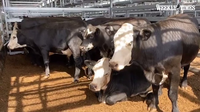 Ballarat store cattle sale action