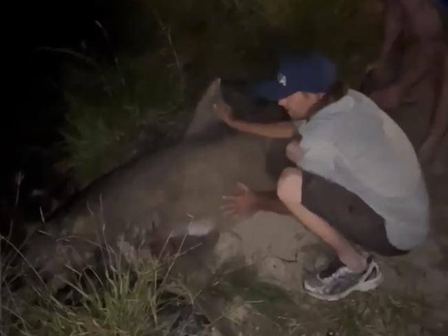 A 2.75m shark was "safely released" back into Lake Orr after two local fishers reeled in the predator. Picture: Supplied