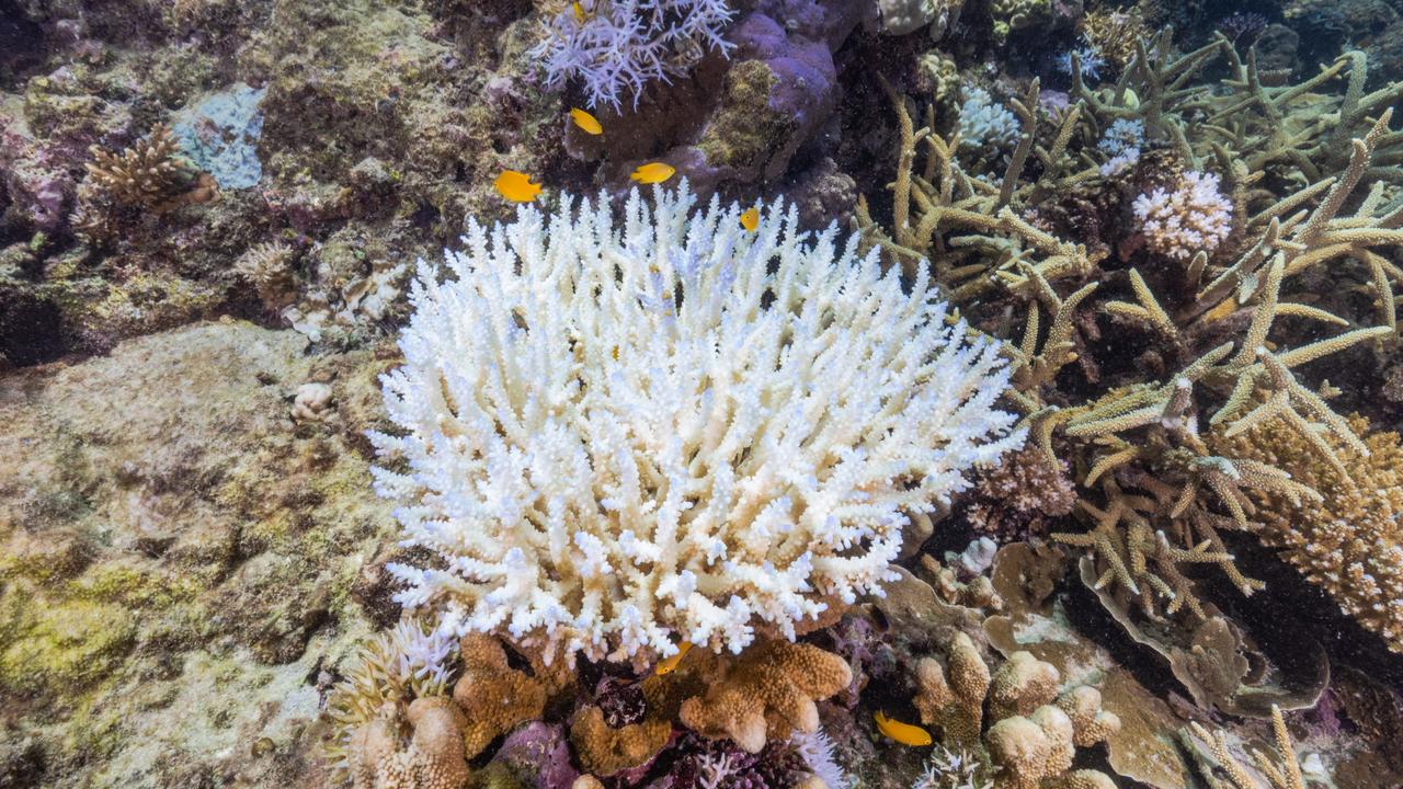 The Great Barrier Reef has experienced six mass coral bleaching events since 1998. Picture: Harriet Spark