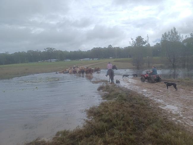 Stockman Jonny Cowan and Susie McCallum moving cattle trapped at Braunstone.
