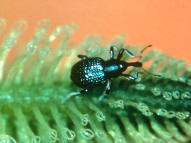 Cyrtobagous salviniae, the tiny South American weevil that is one of the main biological control agents on the aquatic weed, salvinia. Picture CSIRO science.