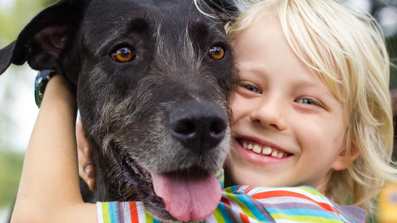 Researchers have found that touching a dog might be an important part of their calming effect on people.