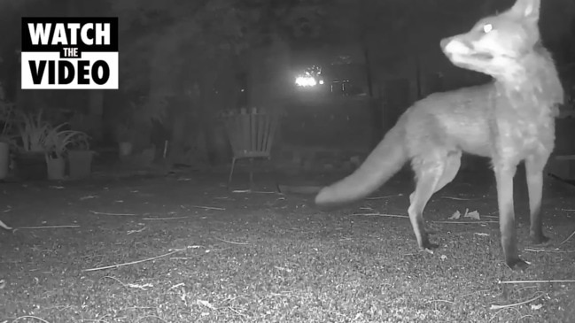 Fox population booms in Brisbane's North