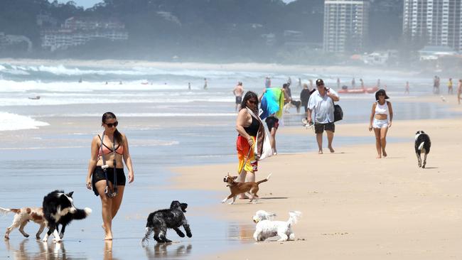 Dogs on a Gold Coast beach off leash area. Picture Mike Batterham.