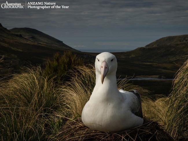 Australian Georgraphic ANZANG Nature Photographer of the Year 2015 - Finalists *Must keep watermarks - must credit photographers.* Doug Gimesy.jpg A ROYAL IN WAITING SOUTHERN ROYAL ALBATROSS, DIOMEDEA EPOMOPHORA A southern royal albatross waits patiently for its egg to hatch on Campbell Island – an uninhabited sub-Antarctic island around 700 kilometres south of New Zealand’s mainland. Breeding every two years and with only about 8,500 breeding pairs left, sadly they are now classified as vulnerable to extinction. Campbell Island, New Zealand Nikon d750, Nikon 24-70mm f/2.8, 1/250, f/18, ISO 500, handheld, UV filter by Doug Gimesy, Victoria