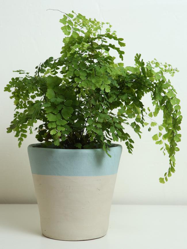 Maidenhair fern: I have to have growing, living things in my living space. Maidenhair ferns need lots of attention, but they are beautiful and they remind me of visiting my great-aunt.