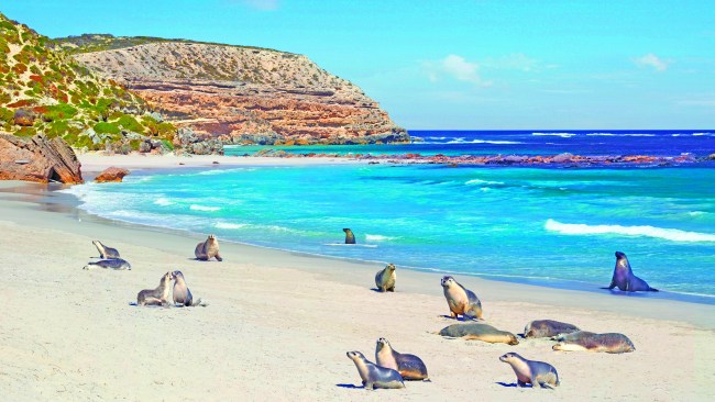 <h2>3. Sea lions: Seal Bay, Kangaroo Island, SA</h2><p>Kangaroo Island has been called Australia&rsquo;s Gal&aacute;pagos and on the beach at <a href="https://www.tourkangarooisland.com.au/experiences/seal-bay" target="_blank" rel="noopener">Seal Bay</a>, a majestic fence-free wildlife experience is on offer. It&rsquo;s home to a colony of endangered Australian sea lions, and you can view the action on the beach from the 900m-long wheelchair accessible boardwalk or join one of the ranger-led beach tours. Even keeping a safe distance of at least 10m, this is a thrilling encounter as you learn the behaviours and quirks of these sleek animals from those who have dedicated their lives to studying them. If you can&rsquo;t resist a dip, join a sea lion swimming tour with <a href="https://kangarooislandoceansafari.com.au/" target="_blank" rel="noopener">Kangaroo Island Ocean Safari</a>.</p>