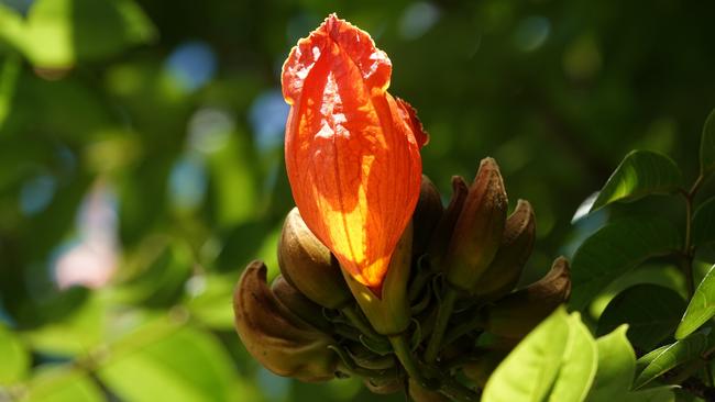 They are good looking though. A striking bloom on an African tulip tree in Coffs Harbour. Picture: Chris Knight.