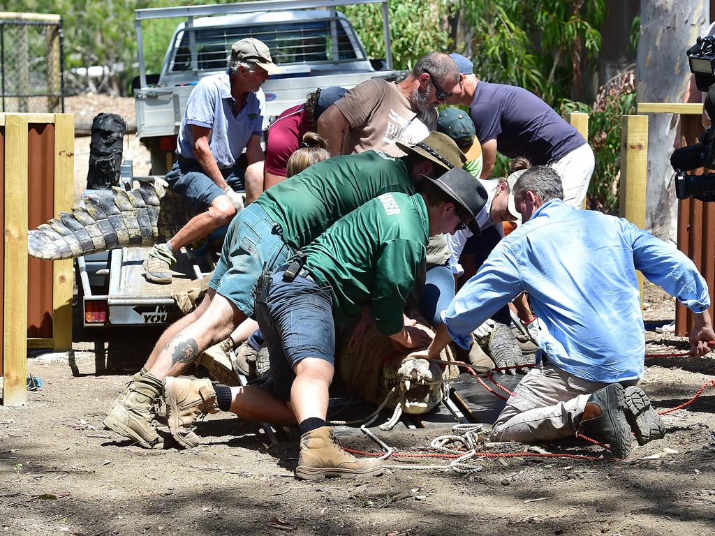 Billabong Sanctuary's new croc Krakatoa arrives to his new home. Picture: Shae Beplate.