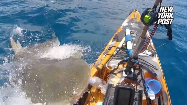 Huge tiger shark attacks kayak off coast of Hawaii in wild video ...