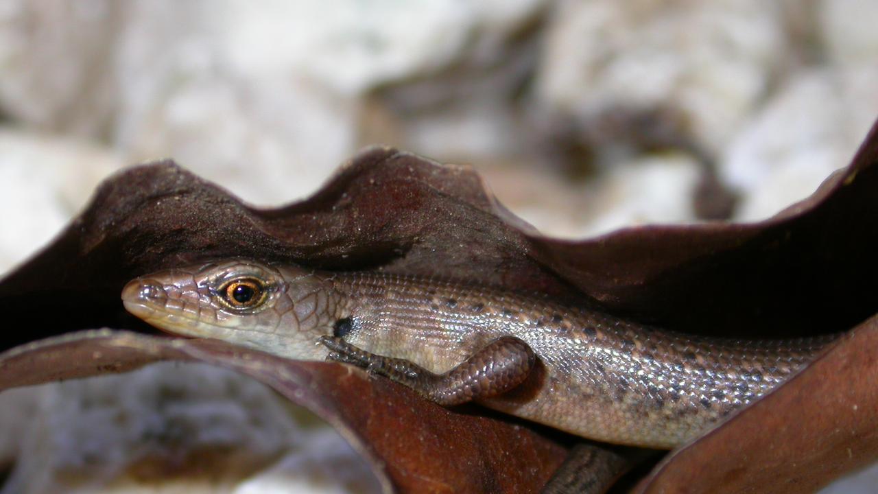 The Christmas Island Forest Skink is presumed extinct. The last skink in captivity died on Christmas Island in 2014. Picture: Parks Australia