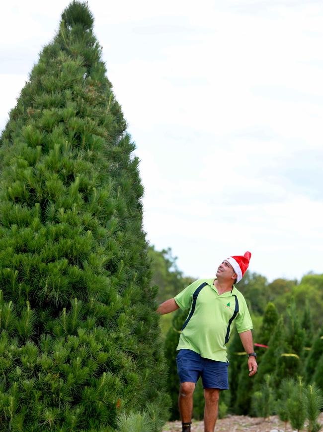 One of the larger trees dwarfs Leo Demasi. Picture: Angelo Velardo