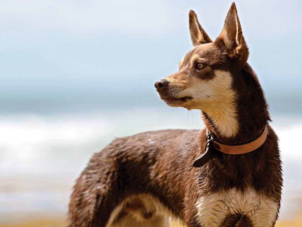 Australian Working Dog Rescue calendar Daily Telegraph