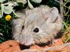 Pseudomys fieldi, a native Australian mouse from Shark Bay in Western Australian, is shown to be the same species as the previously extinct Gould's mouse (Pseudomys gouldii). Source: Australian Wildlife Conservancy. Photographer: Wayne Lawler. For Kids News
