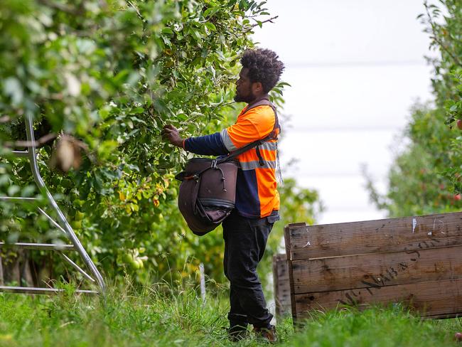 First arrivals of Pacific workers to the seasonal workforce in the Yarra Ranges at Vernview Apple Orchard in Launching Place. Massi Gregoire from Vanuatu. Picture:  Mark Stewart