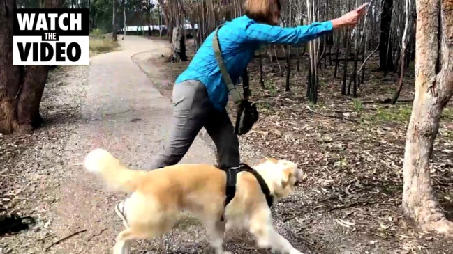 Parkour for dogs