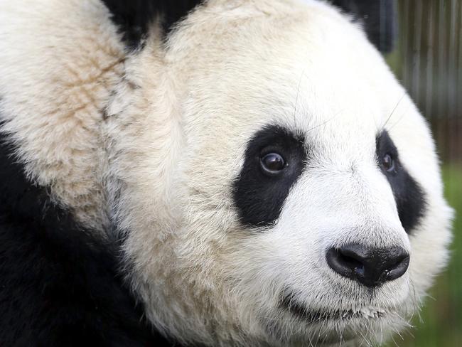 FILE- This is a Monday, Dec 16, 2013 file photo of giant panda named Tian Tian, seen exploring her enclosure at Edinburgh Zoo in Edinburgh, Scotland. Officials at Edinburgh Zoo said Tuesday Aug. 12, 2014 they believe a female giant panda is finally pregnant after months of anticipation. The zoo said that the latest scientific data it has suggests that Tian Tian, Chinese for Sweetie, has conceived following artificial insemination in April and may give birth at the end of the month. However, officials cautioned y that they would not be certain until Tian Tian gives birth. (AP Photo/Scott Heppell/, File)