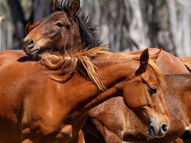 Sunday Herald Sun - Barmah Brumbies story. Picture: Mark Stewart