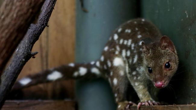 spotted-tail quoll. PICTURE: STEWART McLEAN