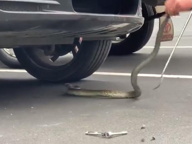 Chris Daly assisted Maddi Stoye in removing an unwanted snake from underneath her car. SUPPLIED.