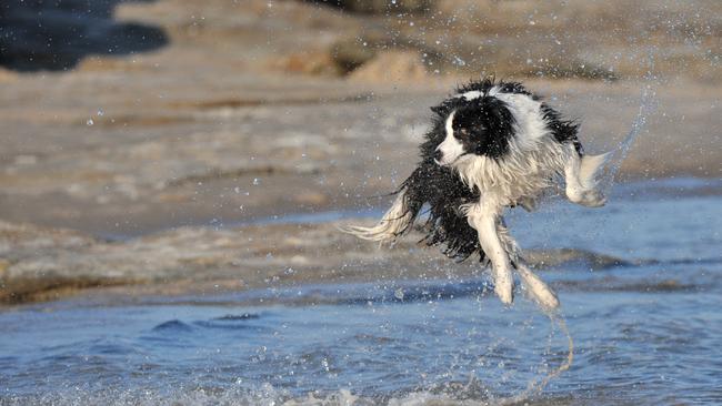 A border collie frollicks in the shallows catching water flicked at it by its owner at Happy Valley, Caloundra.