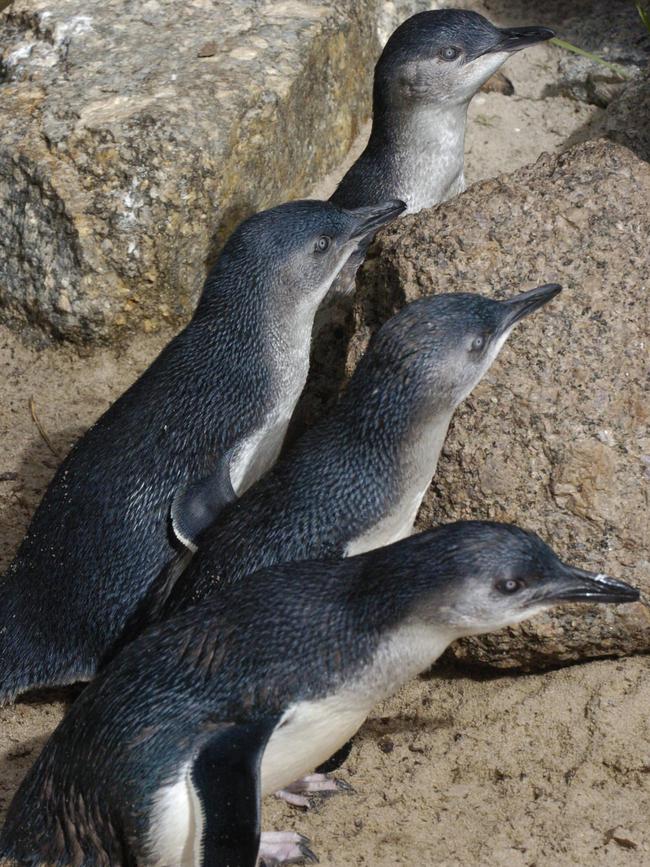 Granite Island has a penguin population of just 32.