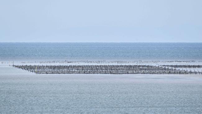 Oyster bed at Stansbury on Yorke Peninsula. Picture: Brenton Edwards